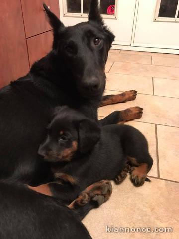 Adorables chiots Beauceron 