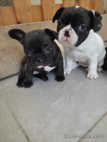 Chiots Bouledogue français a donner