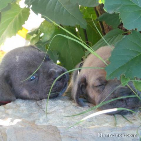 A donner Chiots cane corso Disponible de suite 