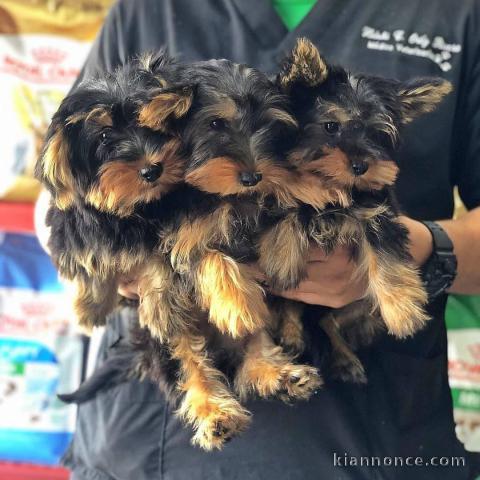 Magnifique Chiots Yorkshire Terrier à donner