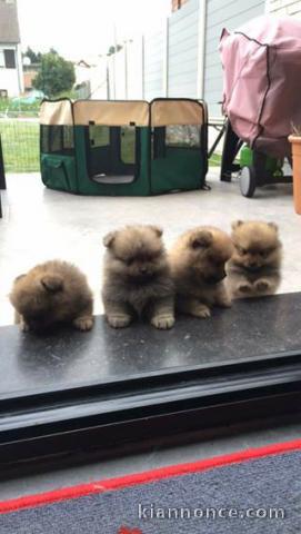 Magnifiques Chiots Spitz Nain Pure Race