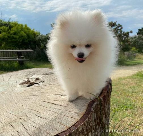 Bébés chiens Spitz Nain 