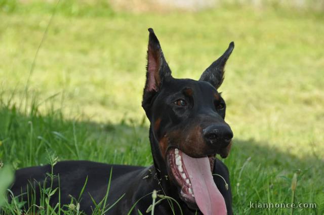 Dobermann chiots à vendre