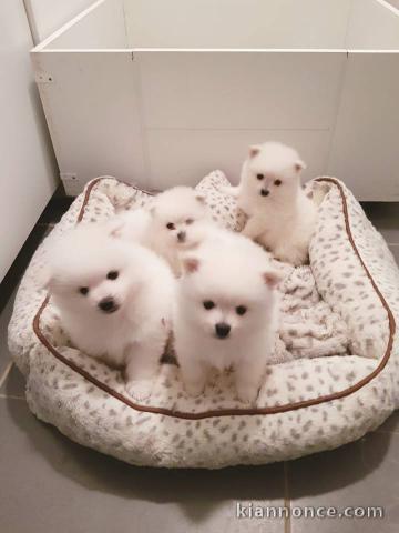 Magnifiques chiots spitz nain poméranien