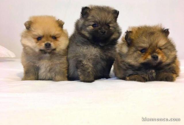 Magnifiques chiots Spitz nain 