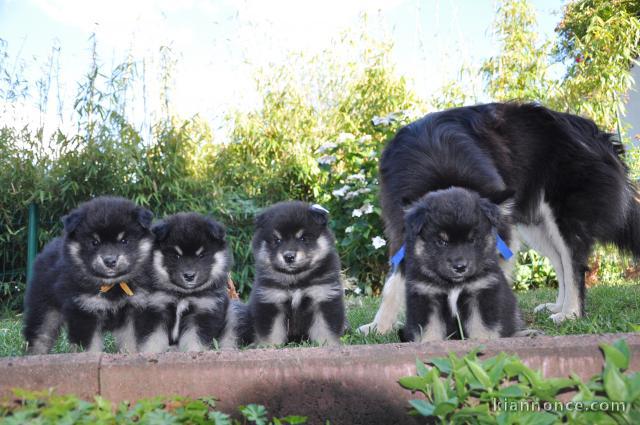 CHIOTS FINNOIS DE LAPONIE A RESERVER