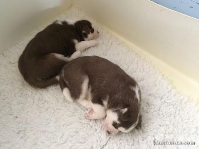 A donner chiots Husky de Sibérien