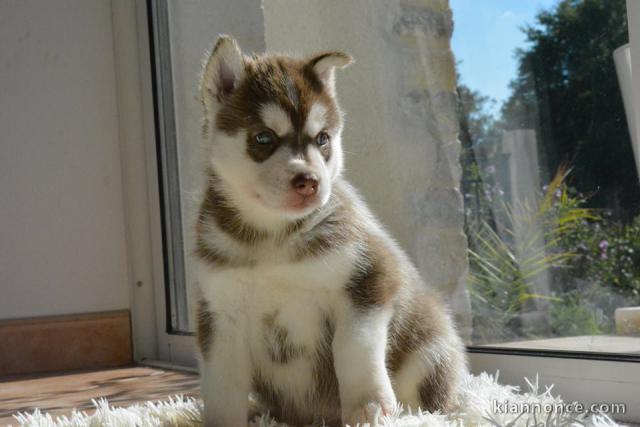 A donner Superbes Chiots Husky de Sibérien Pure Race