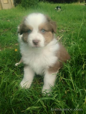 Chiots  Border Collie pure race 