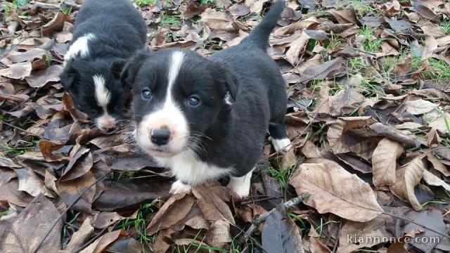 Magnifiques Chiots  Border Collie a donner