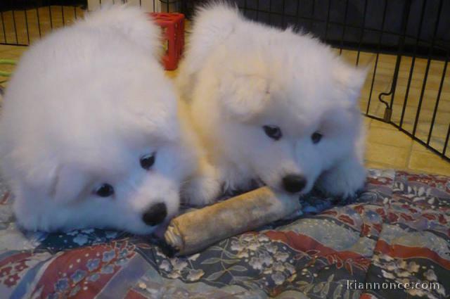 A donner chiots Samoyede 