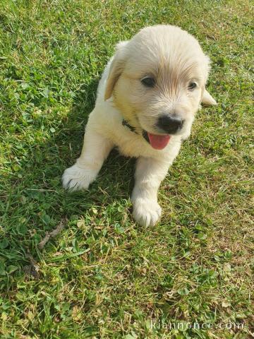 jolie chiot Golden Retriever a donne