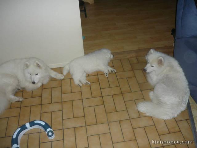 A donner magnifiques chiots Samoyede