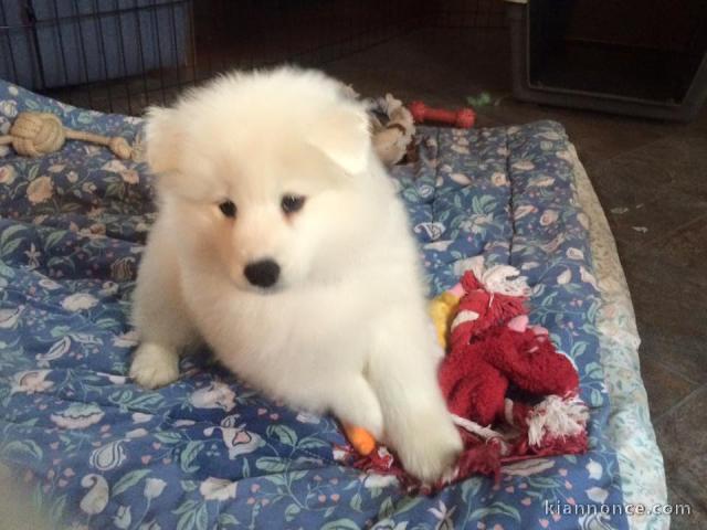 Magnifiques chiots Samoyede disponible de suite