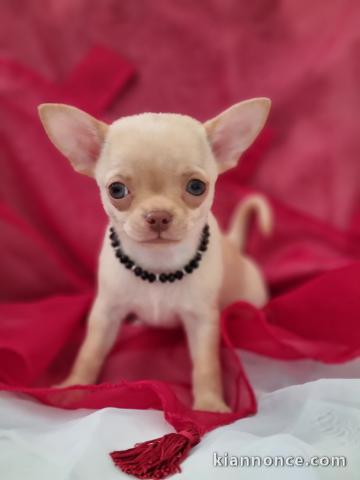 bebe chiot chihuahua a donner