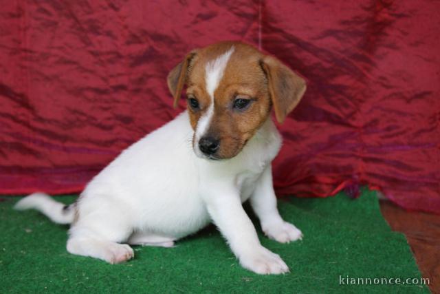 tres jolie jack russell contre un bon soin