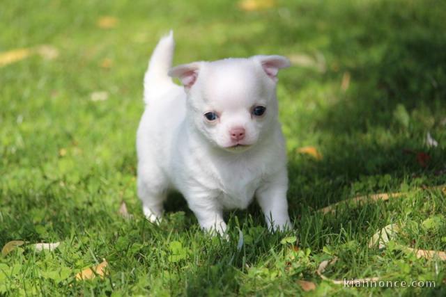 bebe chiot chihuahua a donner