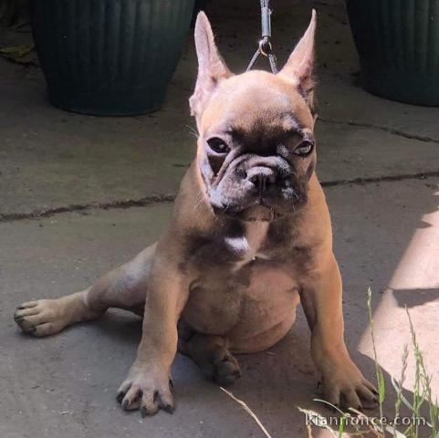 Bulldog français à vendre