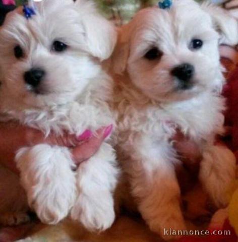 Chiots bichon maltais..