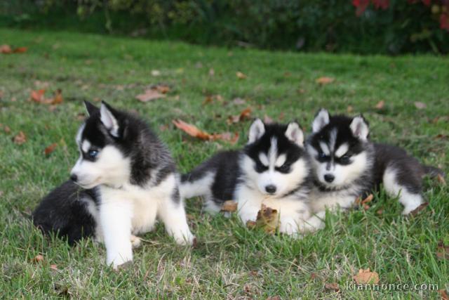 Superbes chiots Husky..