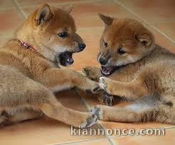 Adorables bébés shiba inu..