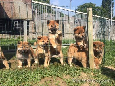 Chiots Shiba inu.............