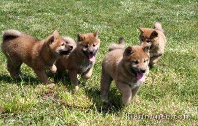 Adorables bébés shiba inu..