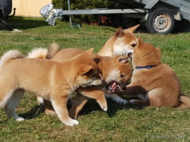 Chiots shiba inu lof..........