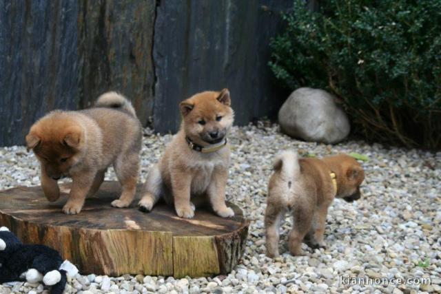 Chiots Shiba Inu mâles et femelles LOF...