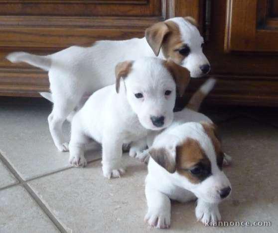 Magnifiques chiots jack russel..