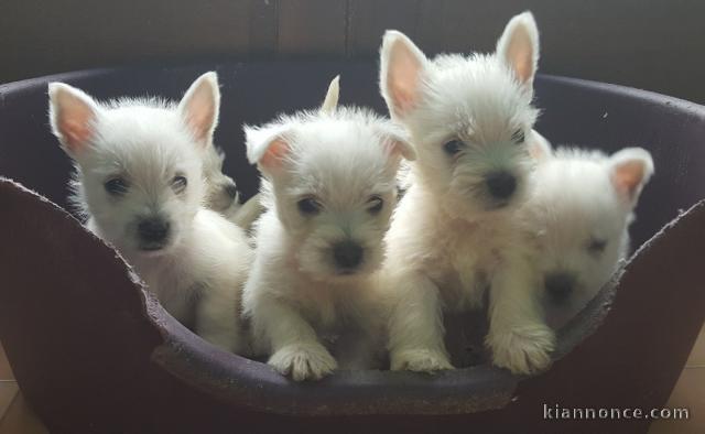 magnifiques chiots westie..