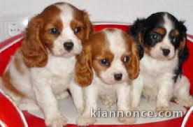 Chiots Cavalier King Charles ..