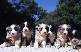 Magnifiques chiots berger australien inscrits au lof..