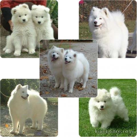 Superbes chiots samoyede..