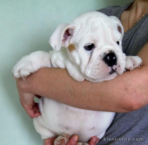 Magnifiques chiots bulldog anglais