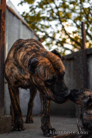 Presa Canario chiots à vendre