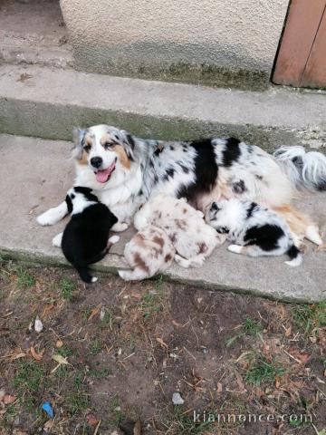 Magnifiques chiots berger australien LOF 