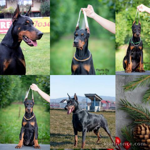 Chiots Doberman exceptionnels 