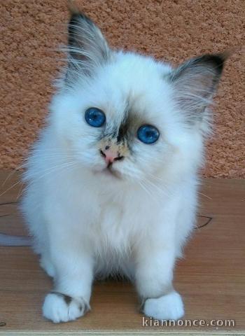 Magnifiques chatons sacre de Birmanie a donner 