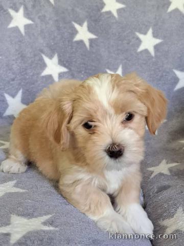 Bichon havanais chiots