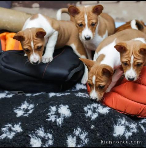 Magnifique chiot Basenji à adopter