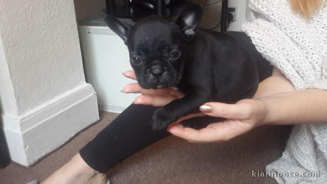 Chiots  Bouledogue français a donner 