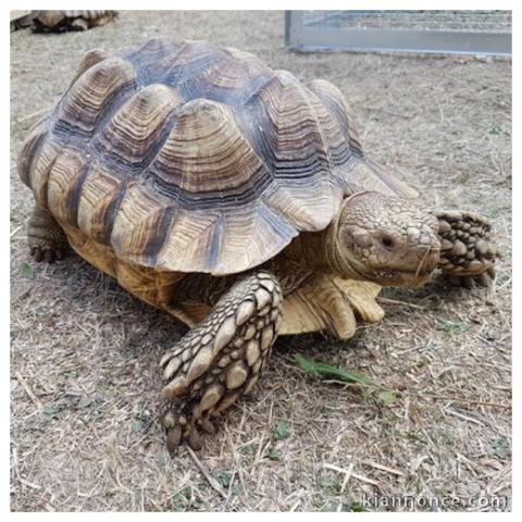 Tortue Sillonnée "Sulcata" - Femelle de 49 cm , 25 kg - à adopter