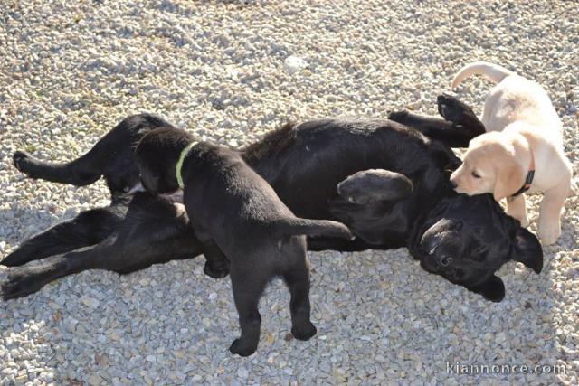 A donner chiots labrador disponible de suite