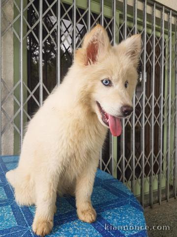 adorables chiots recherche une famille d\