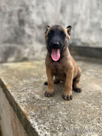 un jolie chiots malinoir disponible pour une maison d\