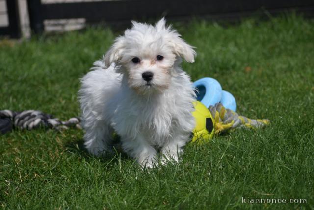 Adorable chiot bichon maltais femelle a donner