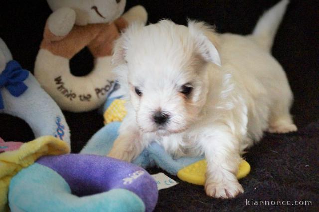 Jolie chiot bichon maltais femelle a donner