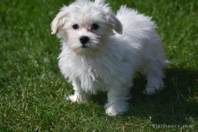 Jolie chiot bichon maltais femelle a donner