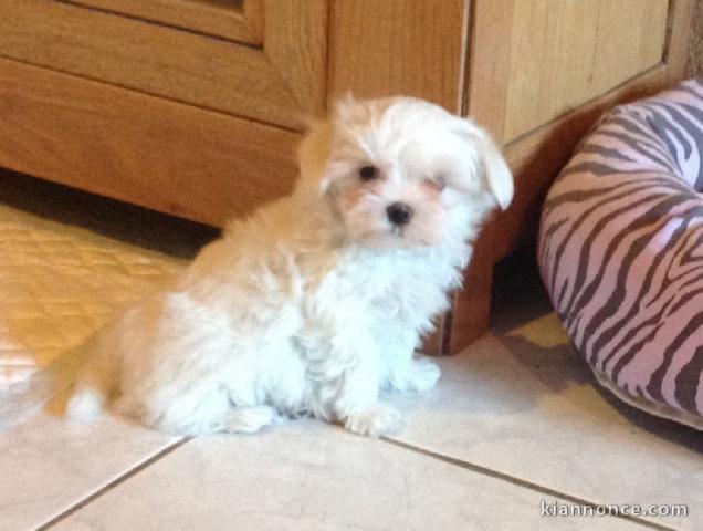 Jolie chiot bichon maltais femelle a donner